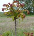 Ailanthus altissima